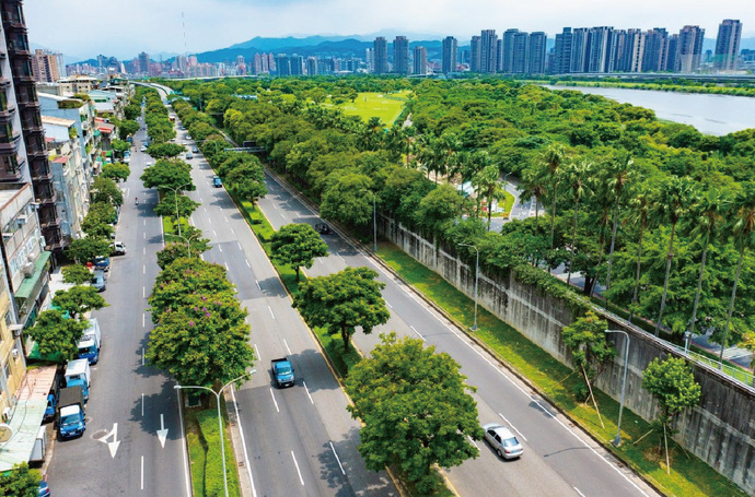 一棵行道樹為什麼會被移除？從臺北市法規、移植流程完整解讀