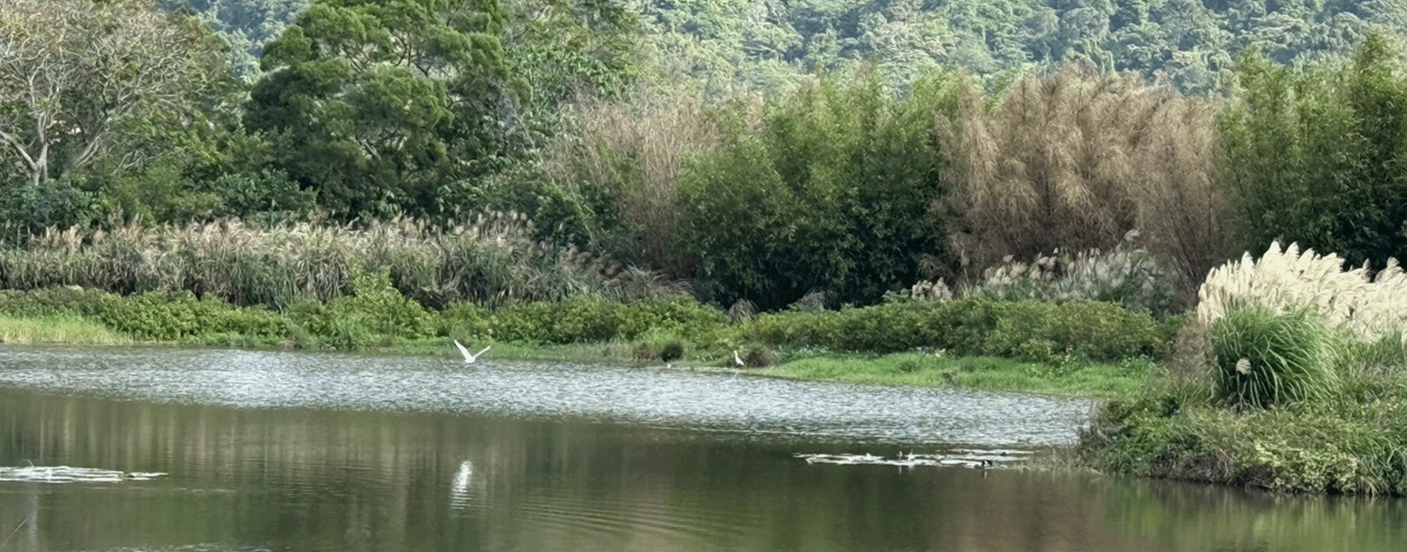 一日水岸輕旅行｜大漢溪上游水環境探索行旅