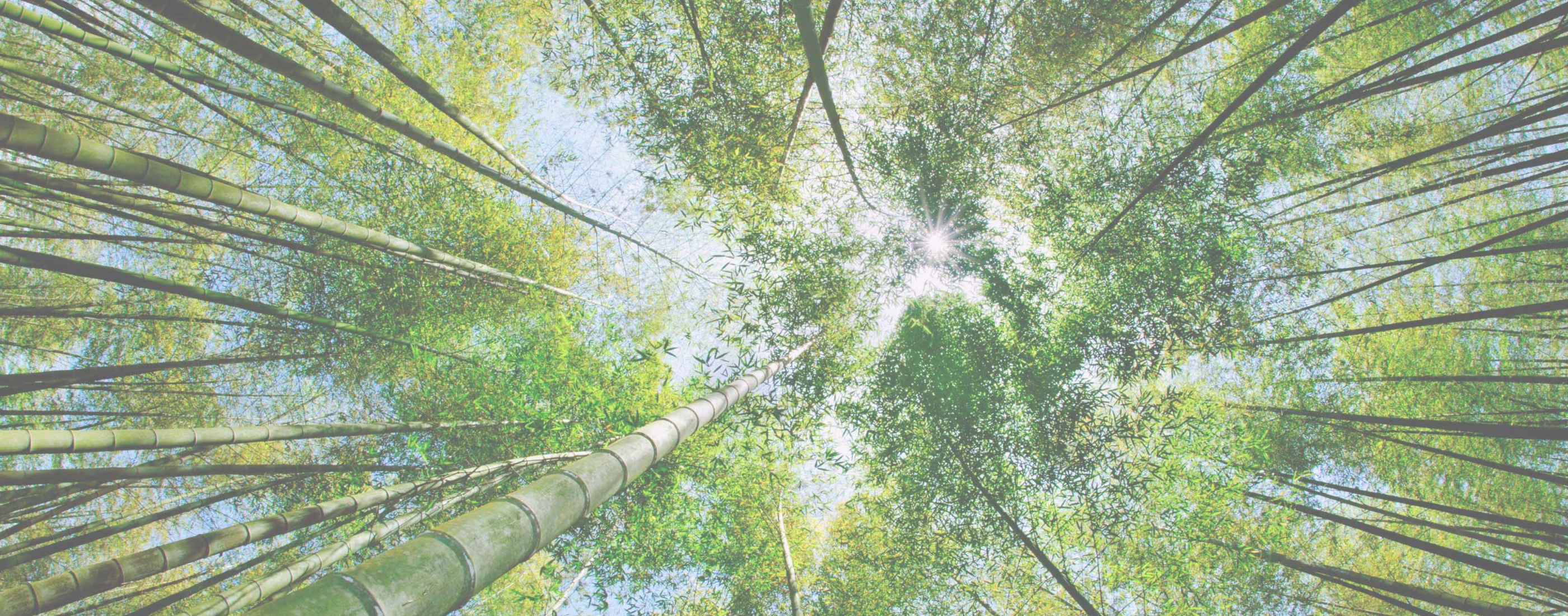 首屆台灣竹博覽會暨世界竹論壇登場｜五大展區齊現次世代竹材減碳生活新風貌