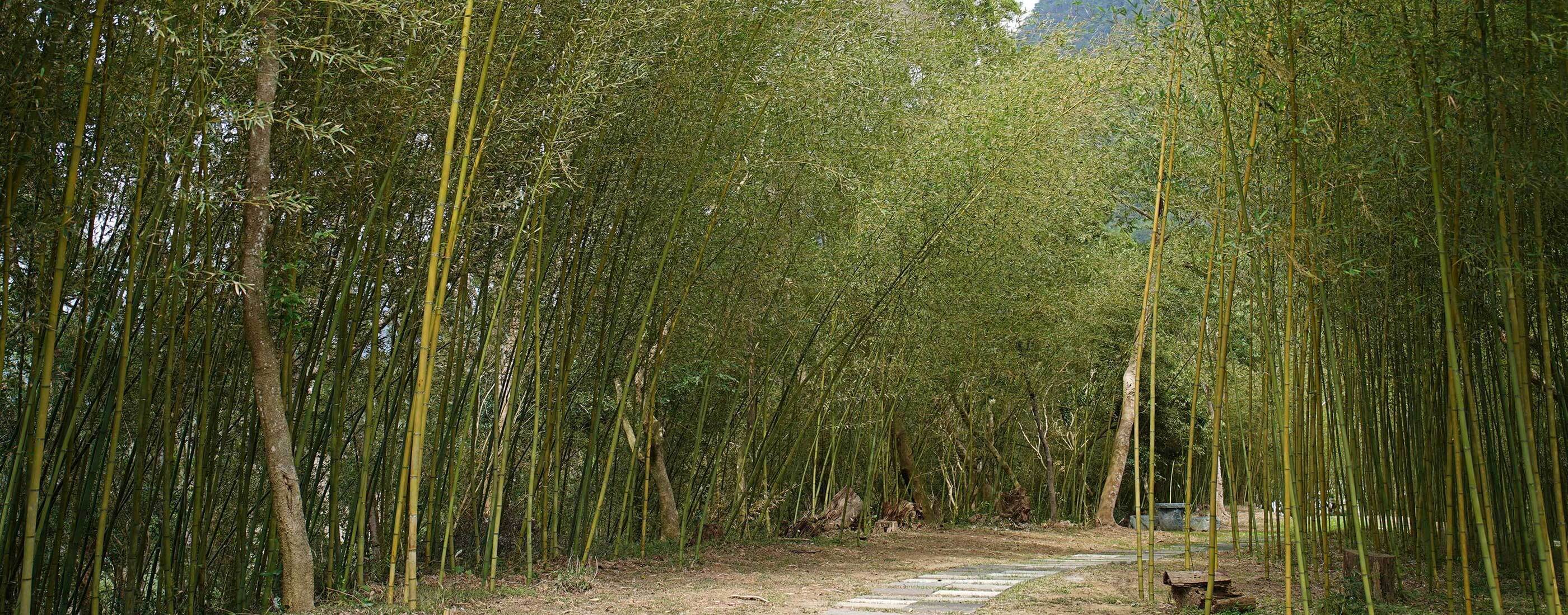 竹博覽會花蓮展區《竹間天地》正式開幕！貫徹里山的永續精神