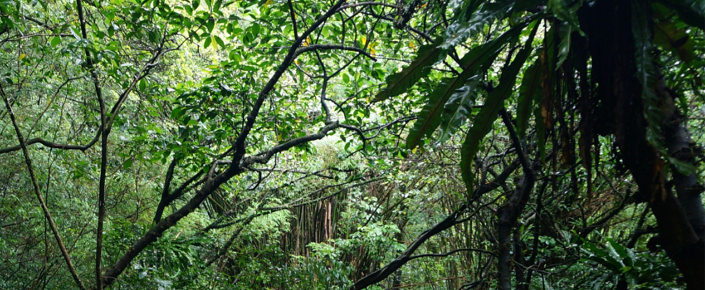 福爾摩沙之大肚山天然復育植樹計畫