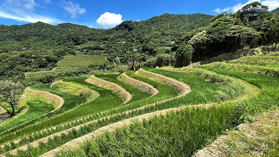 石門區嵩山社區水梯田復育工程